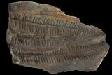 Pecopteris Fern Fossil (Pos/Neg) - Mazon Creek #113206-2